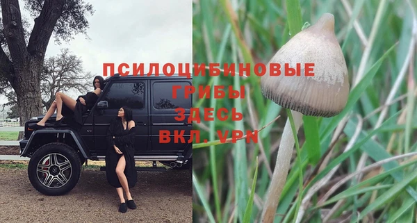 прущие грибы Наволоки