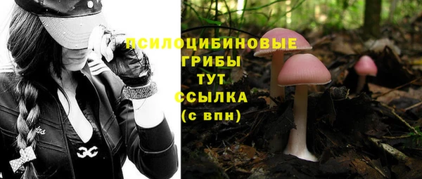 прущие грибы Наволоки
